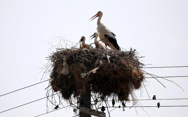 Yavru leylekler büyüyor, göç yaklaşıyor