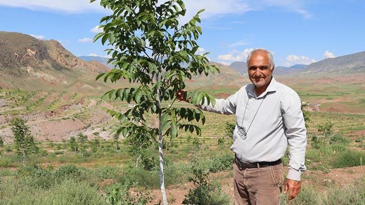Çorak araziyi 16 bin ceviz fidanıyla yeÅŸillendirdi