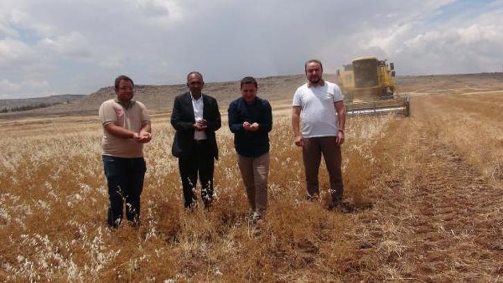 Kilis’te kişniş hasadına başladı