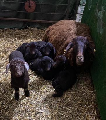 Proje sonuç verdi; morkaraman cinsi koyun altız doğurdu