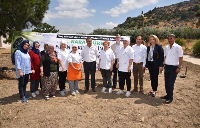 Menemen'de atık kahve telvesinden üretilen gübreyle kara mürver yetiştirilecek