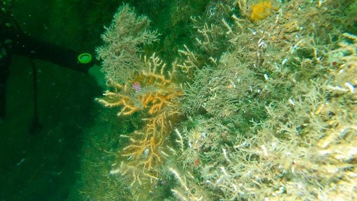 The Yellow coral planted on Tavsan Island were observed by diving