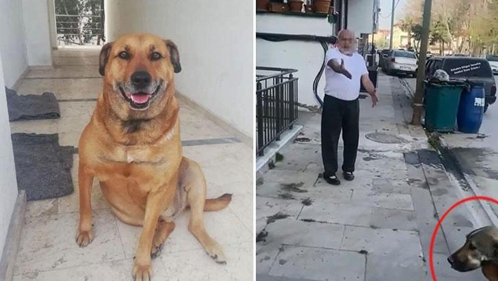 Daha önce tehdit ettiği komşunun köpeğini tüfekle öldürdü