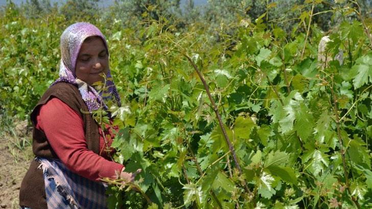 Hassa'da kadınların bağ bozumu öncesi yaprak mesaisi