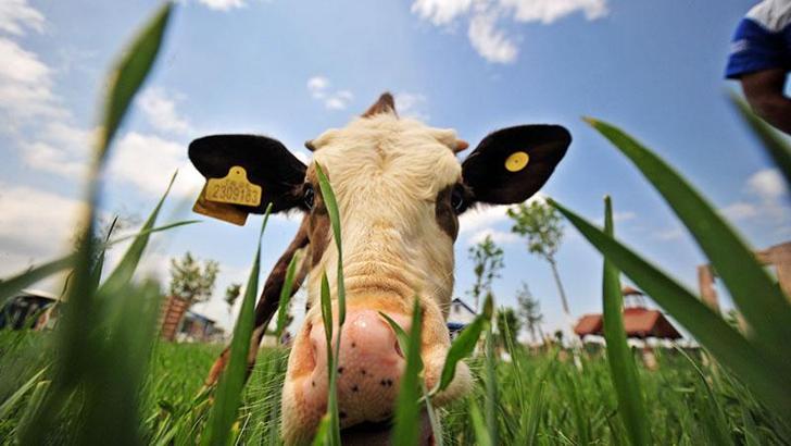 Buzağı 'Gökçe', yaşamını fıtığa borçlu