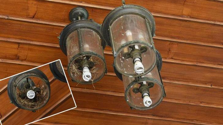 Valilik girişindeki kumru yuvasına, validen 'Sakın dokunmayın' talimatı