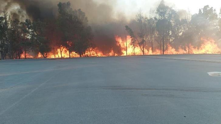 Sasalı Doğal Yaşam Parkı'nın yanındaki ormanda çıkan yangın kontrol altına alındı