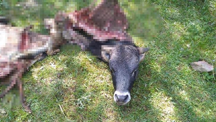 Kayıp danayı kurtlar parçalamış