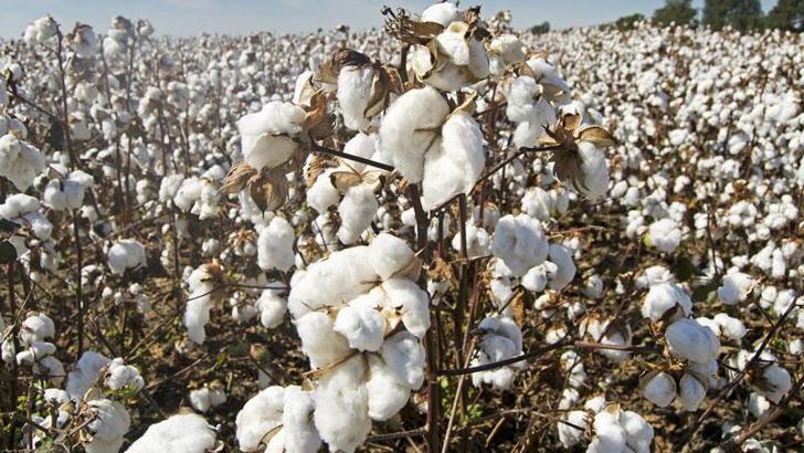 ABD’de Uygur ürünleri ithalat yasağı yasası bugün yürürlüğe girdi