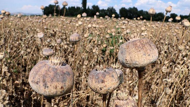 TMO'dan haşhaş kapsülü alım fiyatları hakkında açıklama