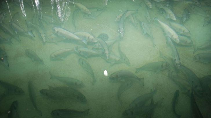 Yavru balıklarda yüzde 40'ı bulan deformasyon sorunu araştırılıyor