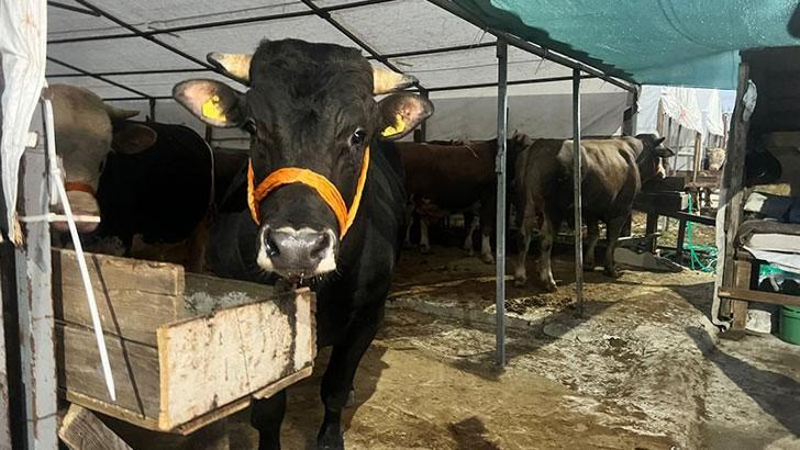 Kurbanlıklar Anadolu Yakası'ndaki pazarlarda yerlerini almaya başladı