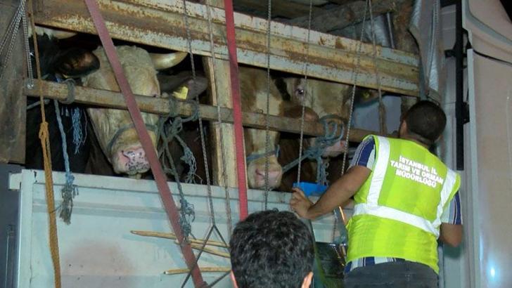 Kurbanlıkların İstanbul'a girişi başladı