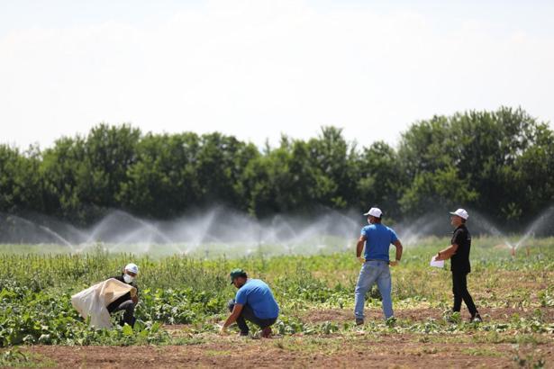 Pancar çiftçisine 476 milyon TL avans