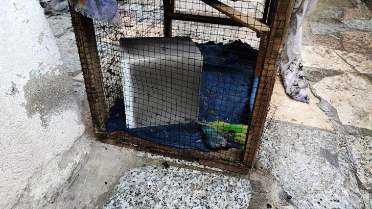 Evdeki yangında kafesteki muhabbet kuşları öldü