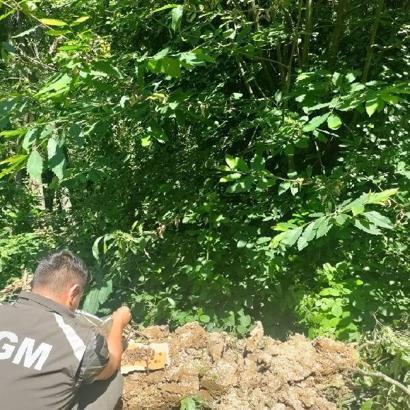 Düzce’de gal arısıyla biyolojik mücadele başladı