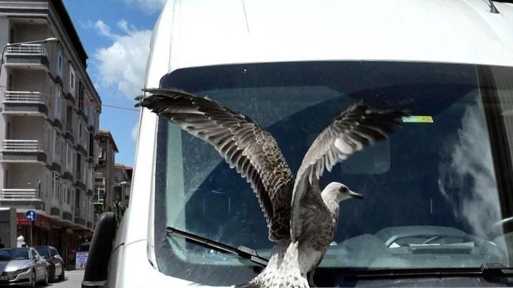 Avcılar'da hayvan kurtarma operasyonları