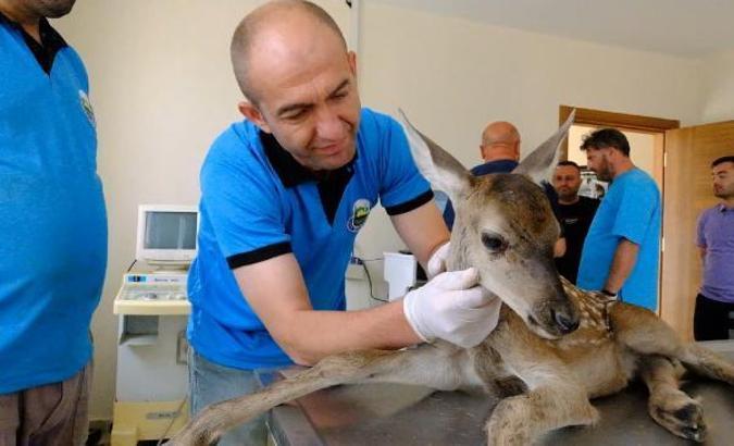 Yaralı bulunan yavru ceylana tedavi