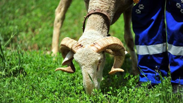 Yabani hayvanların saldırısına uğrayan koç tedavi edildi, 'Kahraman' adı verildi