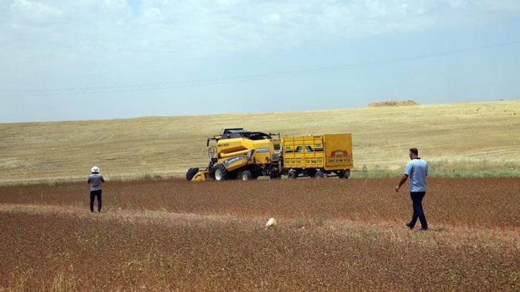 Çölyak hastaları için ekilen karabuğdayda hasat zamanı