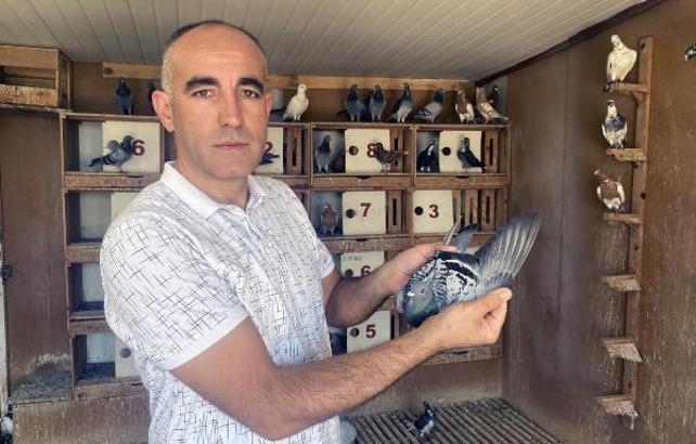 İstanbul'dan bırakılan posta güvercini Osmaniye'ye ulaştı