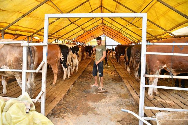 Beylikdüzü’nde kurban satış ve kesim alanı bayrama hazır