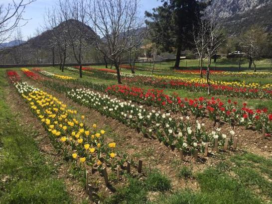 İbradi ilçesinde üretilen lale soğanları hasat edildi