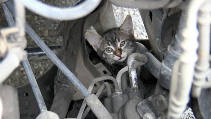 TEM'de sürücülerin kedi kurtarma seferberliği