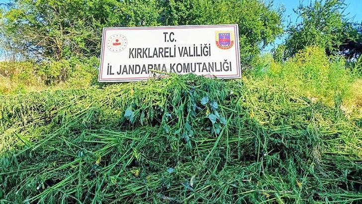 Ayçiçeği tarlasındaki 662 bin kök Hint keneviri dronla tespit edildi