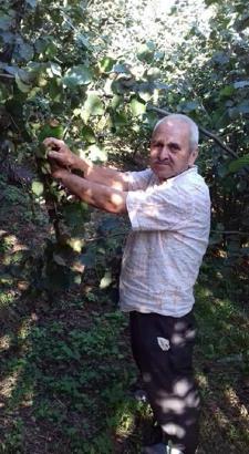 Ordu'da ağaçtan düşen kişi hayatını kaybetti