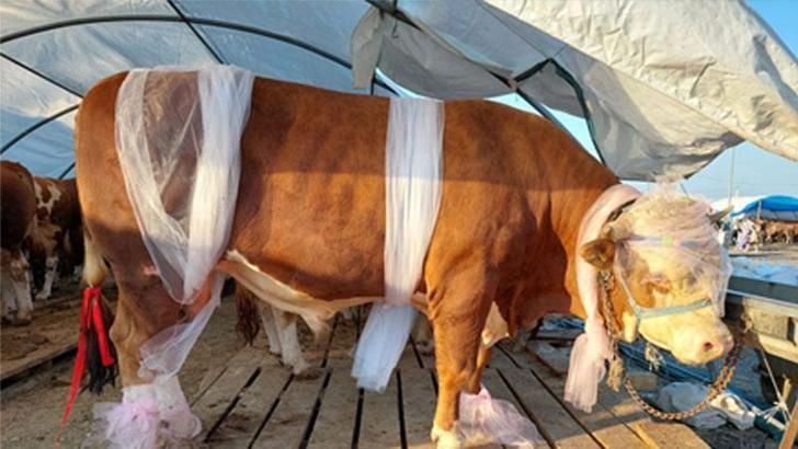 1 ton 30 kiloluk ‘Babayiğit’ isimli boğa 85 bin liraya alıcısını bekliyor