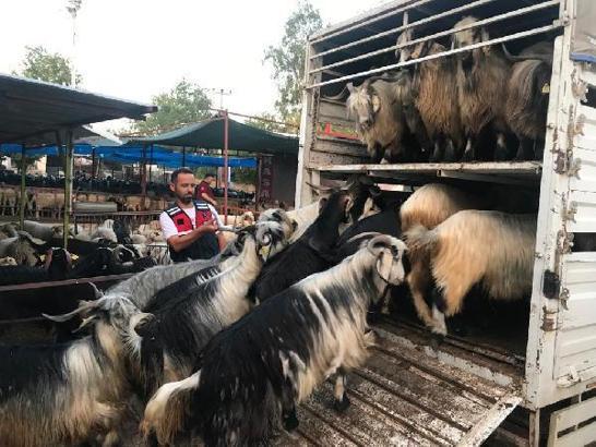Hayvan dolandırıcılığı şüphelileri yakalandı