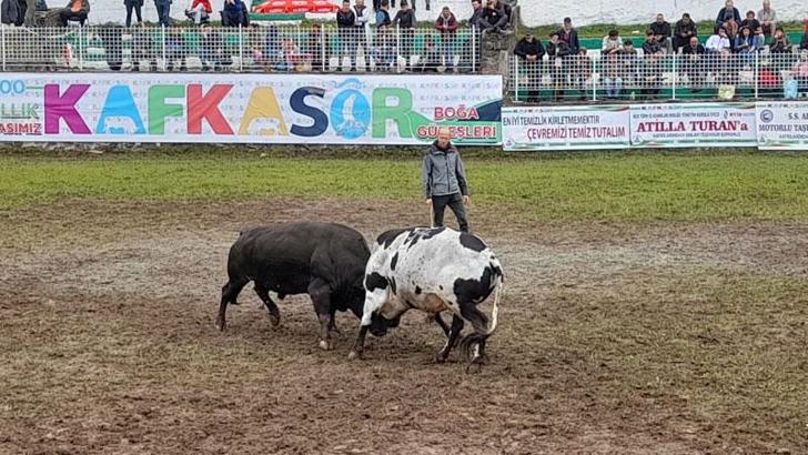 Kafkasör'de boğa güreşleri heyecanı