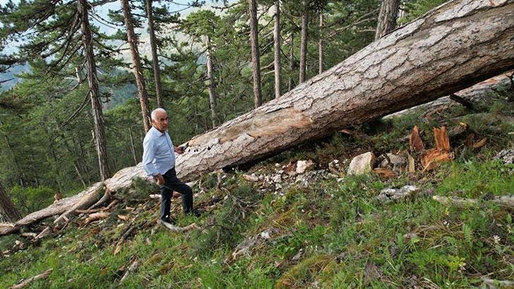AK Parti'li Ceylan'dan 'anıt ağaç' kesimi tepkisi