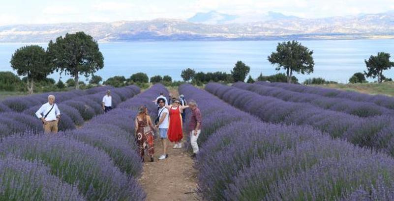 Göl manzaralı lavanta bahçesi hayran bırakıyor