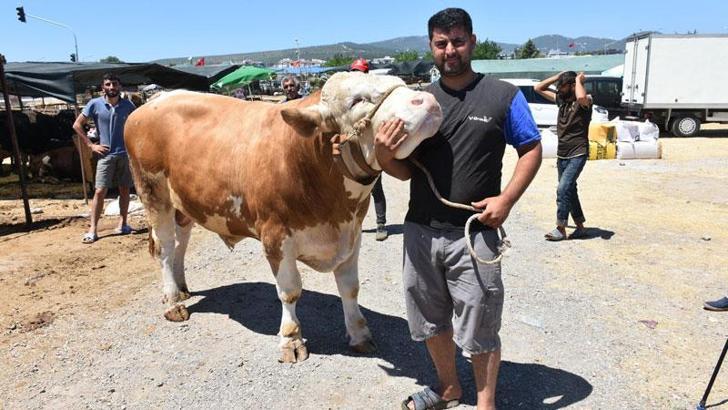 Kurban pazarının en büyüğü 'Toros Kaplanı', 67 bin TL'den satıldı
