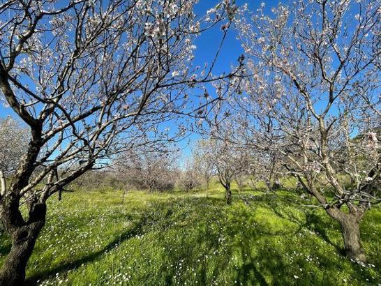 Datça'da badem üreticisine badem kırma ve ayıklama makinesi desteği