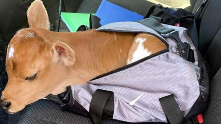 Şüpheli otomobilden çalıntı buzağı çıktı