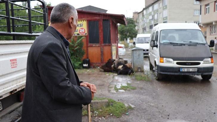 Erzurum'da elektrik akımına kapılan kurbanlık koyunlar öldü