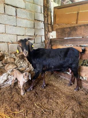 Kurbanlık aldıkları keçi doğum yapınca kesmekten vazgeçti