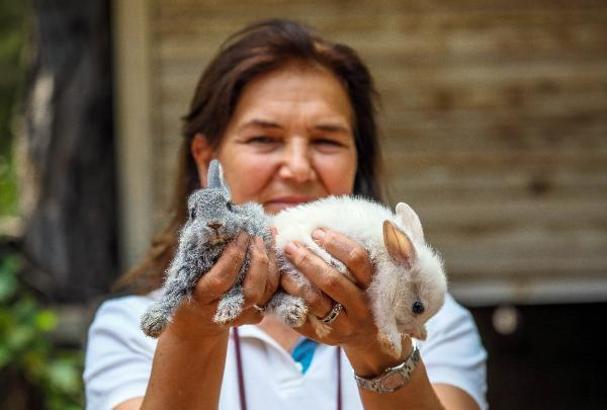 'Tavşanlar, ev ortamında evcilleştirilemez'