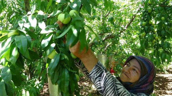 Bayramiç beyazı, ekonomik değeri 'altın elmayı' geçti, ilçenin geçim kaynağı oldu