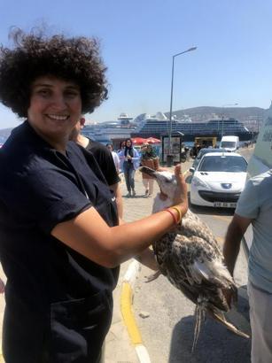 Kanadı kırık martı tedaviye alındı