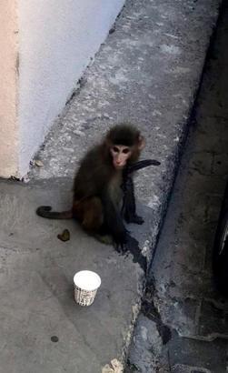 Sokakta gezen maymun yakalanıp, korumaya alındı