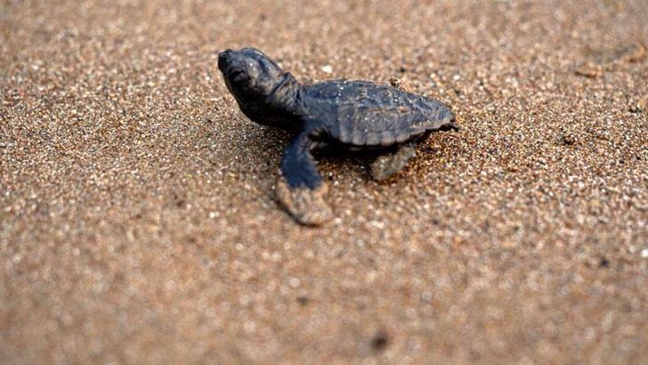 İlk caretta caretta yavrusu, İztuzu'nda yuvadan çıktı