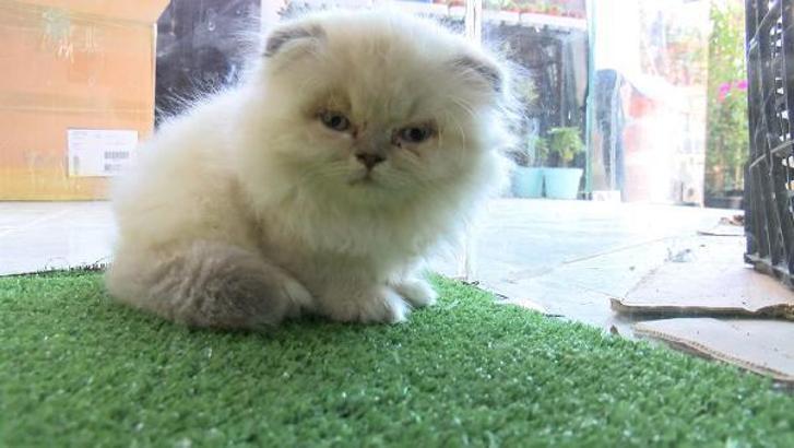 Petshop vitrinlerinden kedi ve köpekler kaldırıldı