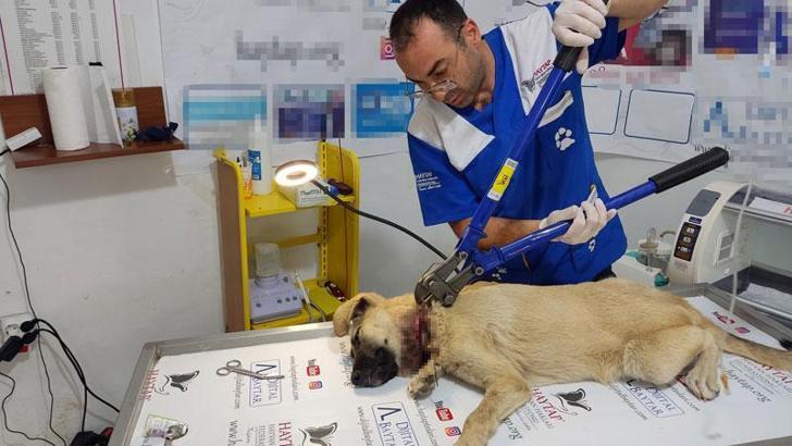 Yavruyken bağlanan telin boynunu kestiği sokak köpeği, tedaviye alındı