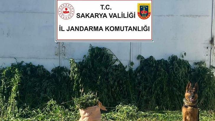 Sakarya'da 10 bin 476 kök Hint keneviri ele geçirildi