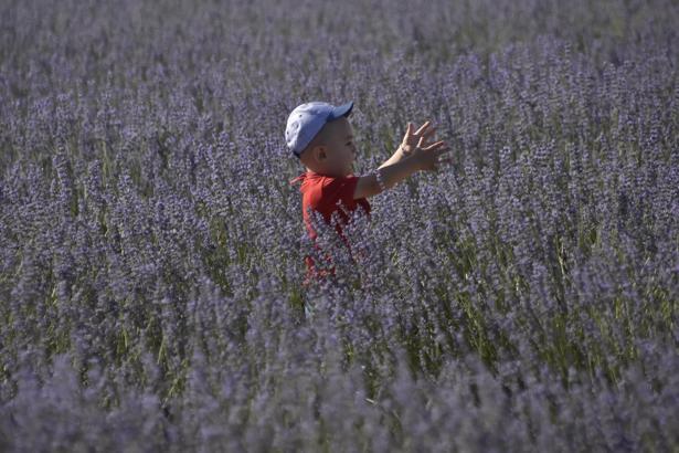 Moloz yığınıyla kaplı alan, lavanta bahçesine dönüştü
