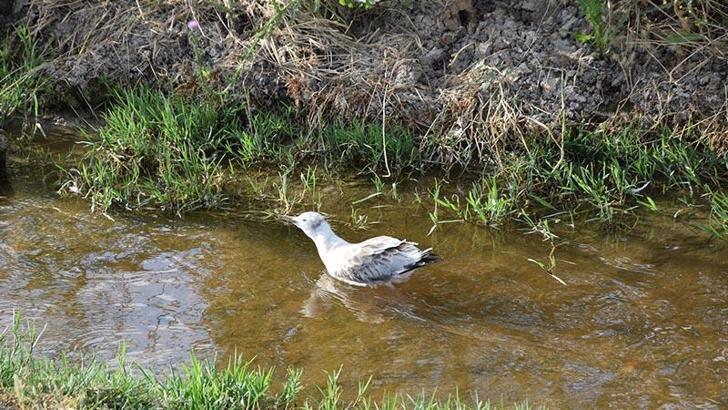 Düden Gölü'ndeki martı ölümleriyle ilgili inceleme başlatıldı